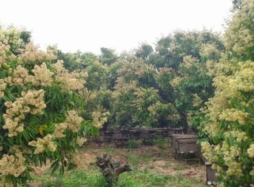 bảo hộ nhãn hiệu hưng yên